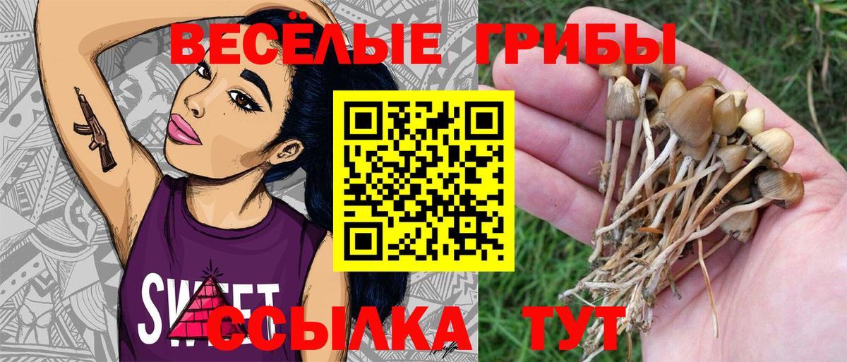 Псилоцибиновые грибы прущие грибы Дербент